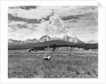 Sheep Grazing in Stanley Basin by Anonymous