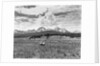 Sheep Grazing in Stanley Basin by Anonymous