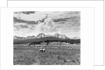 Sheep Grazing in Stanley Basin by Anonymous