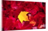 Yellow and Red Maple Leaves by Anonymous