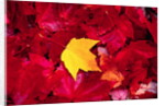 Yellow and Red Maple Leaves by Anonymous