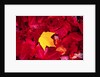 Yellow and Red Maple Leaves by Anonymous