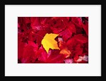 Yellow and Red Maple Leaves by Anonymous