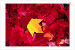 Yellow and Red Maple Leaves by Anonymous