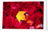 Yellow and Red Maple Leaves by Anonymous