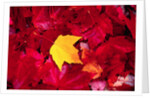 Yellow and Red Maple Leaves by Anonymous