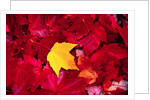 Yellow and Red Maple Leaves by Anonymous