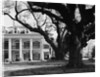 Large Oak Trees at Oak Alley by Anonymous