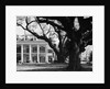 Large Oak Trees at Oak Alley by Anonymous