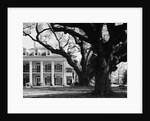 Large Oak Trees at Oak Alley by Anonymous