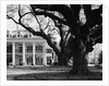 Large Oak Trees at Oak Alley by Anonymous