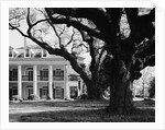 Large Oak Trees at Oak Alley by Anonymous