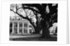 Large Oak Trees at Oak Alley by Anonymous