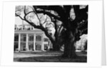 Large Oak Trees at Oak Alley by Anonymous