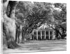 Oak-Lined Drive Approach to Oak Alley by Anonymous