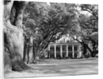 Oak-Lined Drive Approach to Oak Alley by Anonymous