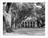 Oak-Lined Drive Approach to Oak Alley by Anonymous