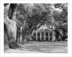Oak-Lined Drive Approach to Oak Alley by Anonymous