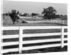 Lexington Horse Farms by Anonymous