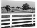 Lexington Horse Farms by Anonymous