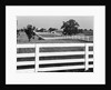 Lexington Horse Farms by Anonymous