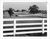 Lexington Horse Farms by Anonymous