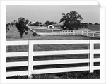 Lexington Horse Farms by Anonymous