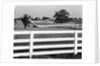 Lexington Horse Farms by Anonymous