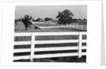 Lexington Horse Farms by Anonymous