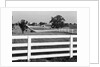 Lexington Horse Farms by Anonymous