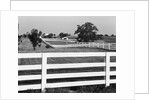 Lexington Horse Farms by Anonymous