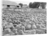 View of a Sheep Ranch in Australia by Anonymous