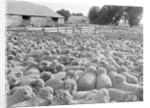 View of a Sheep Ranch in Australia by Anonymous
