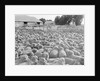 View of a Sheep Ranch in Australia by Anonymous