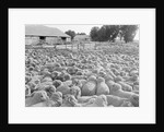 View of a Sheep Ranch in Australia by Anonymous