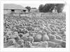 View of a Sheep Ranch in Australia by Anonymous
