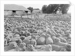 View of a Sheep Ranch in Australia by Anonymous