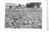 View of a Sheep Ranch in Australia by Anonymous
