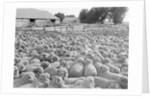 View of a Sheep Ranch in Australia by Anonymous