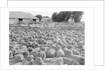 View of a Sheep Ranch in Australia by Anonymous