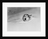 Husky Sleeping in Snowdrift by Anonymous