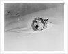 Husky Sleeping in Snowdrift by Anonymous