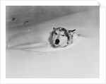 Husky Sleeping in Snowdrift by Anonymous