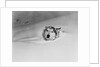 Husky Sleeping in Snowdrift by Anonymous