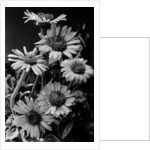 Cluster of Daisies by Anonymous