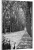 Tree-Lined Entrance Road to French Chateau Chenonceaux by Anonymous