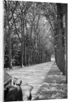 Tree-Lined Entrance Road to French Chateau Chenonceaux by Anonymous