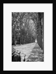 Tree-Lined Entrance Road to French Chateau Chenonceaux by Anonymous
