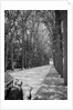 Tree-Lined Entrance Road to French Chateau Chenonceaux by Anonymous