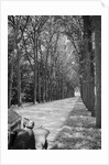 Tree-Lined Entrance Road to French Chateau Chenonceaux by Anonymous